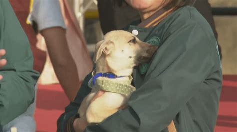 蔡英文 生肖|蔡英文領養的最後一隻導盲犬 撐到她返台才離世 